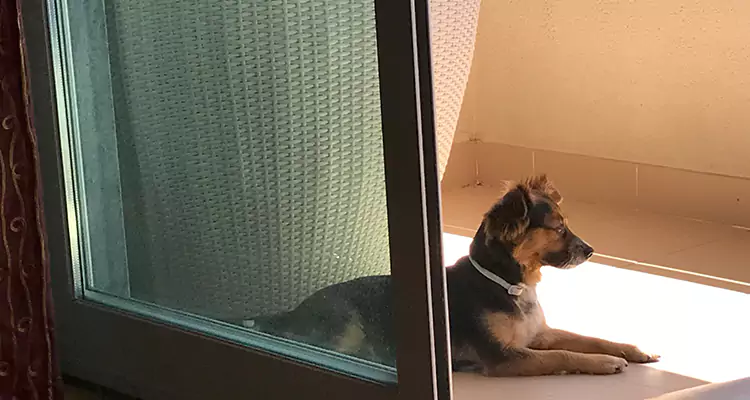 French Door Pet Screen Repair in Walnut Creek, CA
